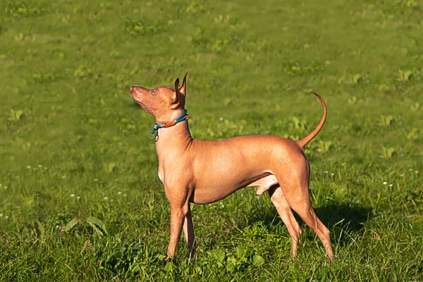 Xoloitzcuintli Pies Stoi Bokiem Zielonej Trawie Zwierzątko Naturze Pies Odwraca — Zdjęcie stockowe