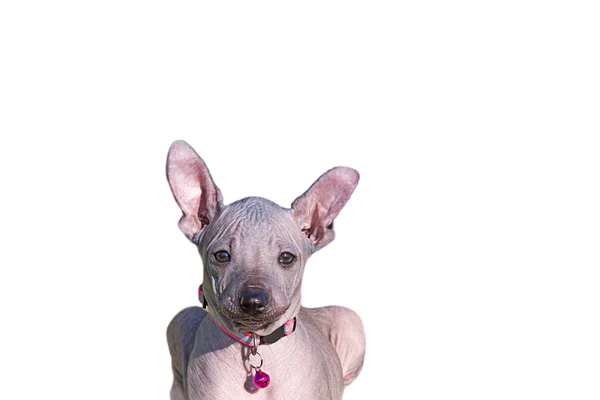 ゾリツキュリン 白い背景に子犬のマズル 小さな犬の顔 毛皮のないペット メキシカン ヘアレス ドッグ 若い動物の肖像画 — ストック写真