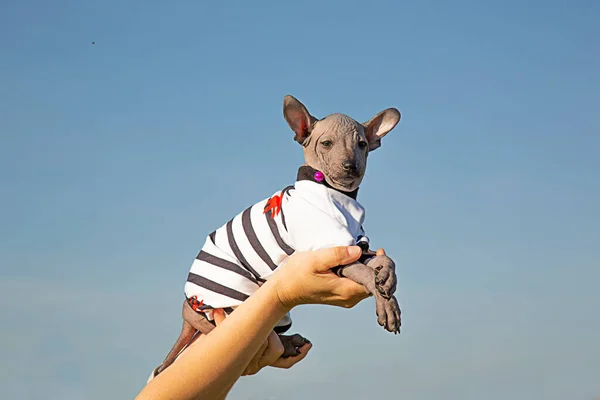 Mavi gökyüzüne karşı bir kadının kollarında bir köpek yavrusu. Küçük köpek yan yatmış. Meksikalı tüysüz köpek. Bir bayanın avuçlarında bir evcil hayvan. Genç köpek başka yere bakıyor. Boşluğu kopyala.