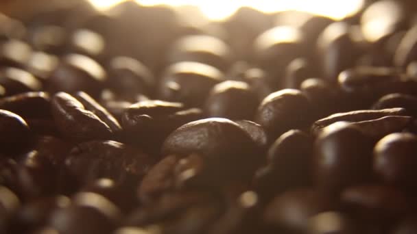 Granos de café en primer plano, en la luz de fondo. — Vídeo de stock