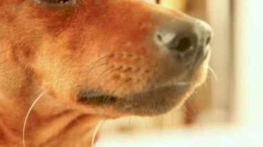 Kahverengi köpek ağızlığı yakın plan. Hayvan dikkatlice koklar.. 