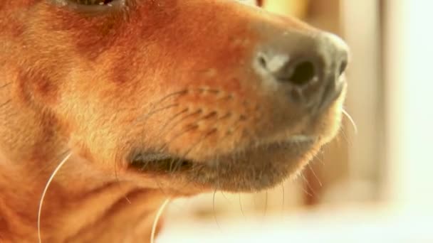 Museau brun pour chien gros plan. L'animal renifle soigneusement. — Video