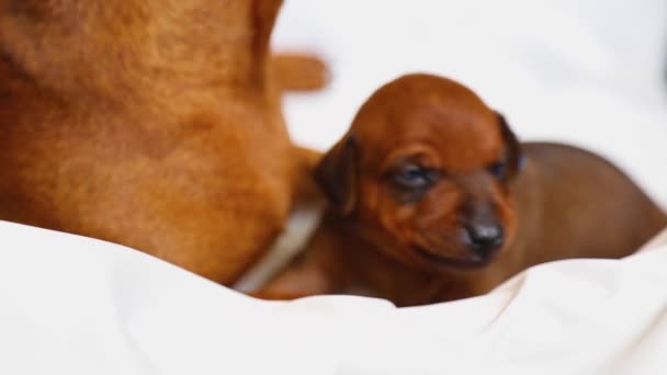 En nyfödd valp bredvid sin omtänksamma mamma hund. valp bär ett blått band. — Stockvideo