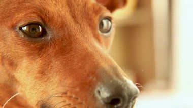 Ağız ve gözler, köpeklerin burnu. Köpek dudaklarını yalıyor. Aç bir hayvan.. 