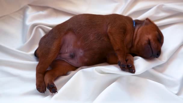 Ein neugeborener Welpe schläft süß auf weißem Hintergrund. Ein Tierbaby. — Stockvideo