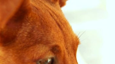 Yakın planda bir köpeğin portresi. Zwergpinscher kahverengi.. 