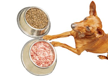 Köpek yemek kaselerinin yanında uzanıyor. Evcil hayvanlar için sağlıklı yiyecekler. Tercih. İzole et.