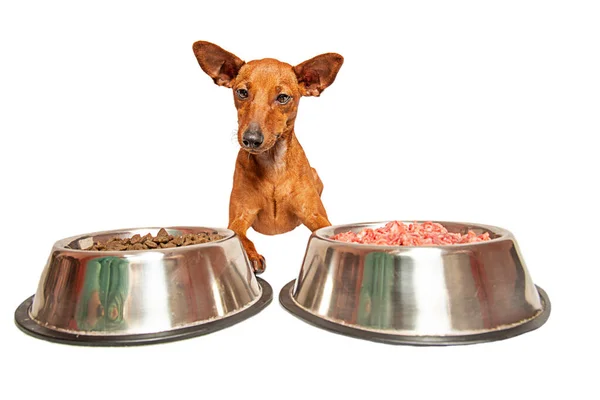 Isolate. Taking care of a pet. Choice. Healthy food for animals. Stock Photo