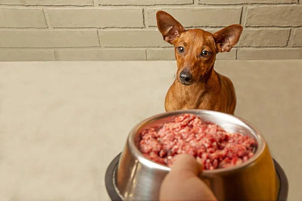 Sahipleri bir kase eti köpeğin ağzının önünde tutuyor.. 