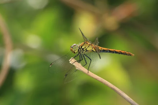 Libellula — Foto Stock