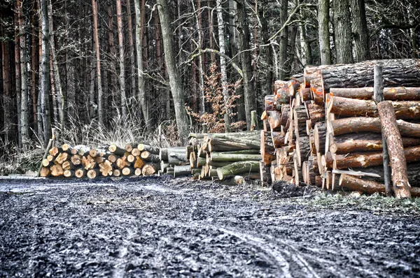 Felling of trees in forest — Stock Photo, Image