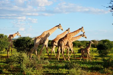 A FAMILY OF NAMIBIAN GIRAFFES clipart