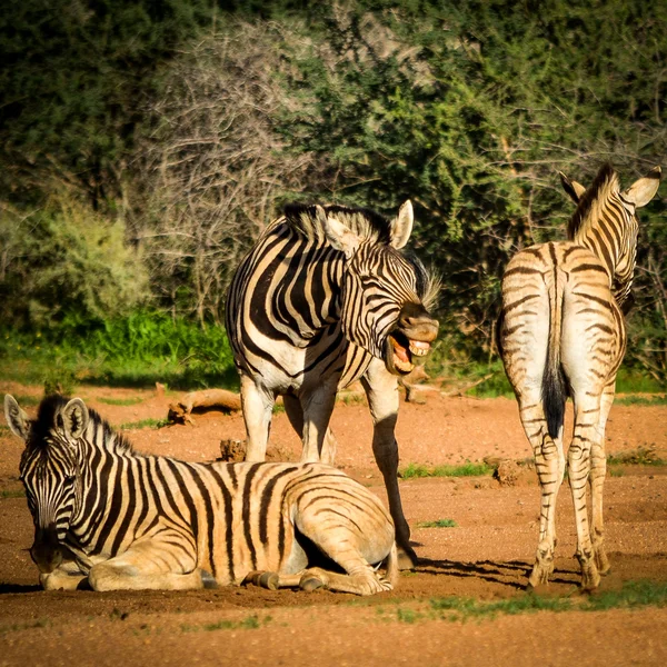 Laughing Zebra — Stock Photo, Image