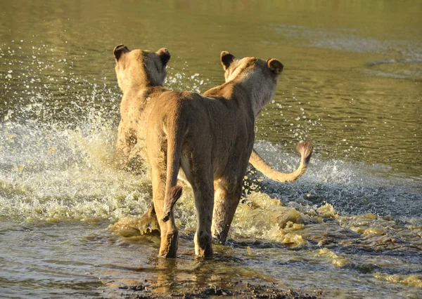 Ins Wasser — Stockfoto