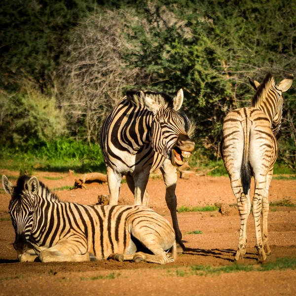 Skrattande zebra Royaltyfria Stockfoton