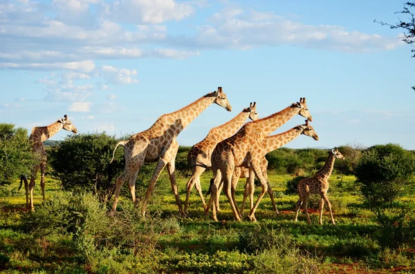 En familj av namibiska giraffer Stockbild