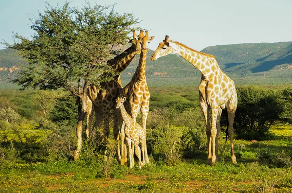 Giraff familj Stockbild