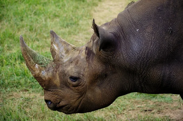 Namibian Rhino — Stock Photo, Image