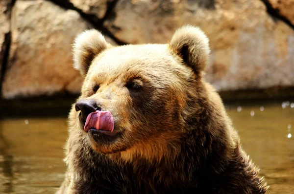Ele urso — Fotografia de Stock
