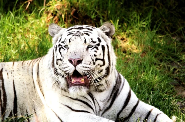 Tigre blanco —  Fotos de Stock