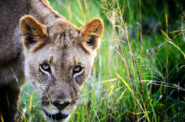 Lion in the reeds — Stock Photo, Image