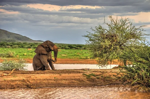 Lago dos elefantes — Fotografia de Stock