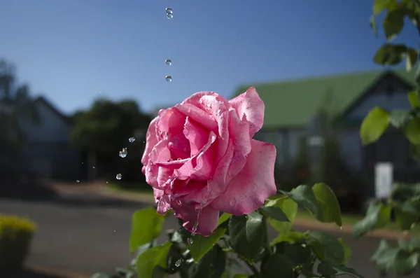 Raining Roses — Stock Photo, Image