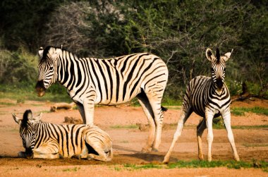 Zebra