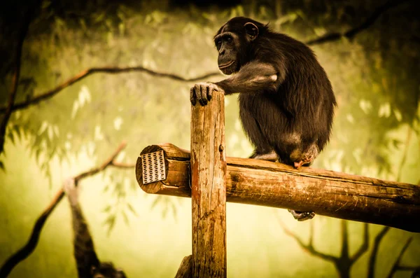 Chimpansee — Stockfoto