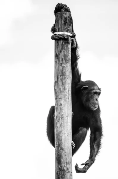 Schimpans — Stockfoto