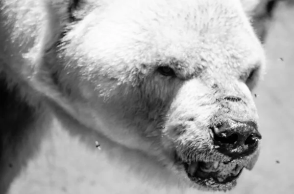 Urso polar — Fotografia de Stock