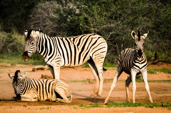 Zebra. — Fotografia de Stock