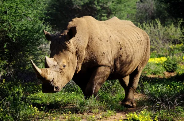 Rhino Royaltyfria Stockfoton