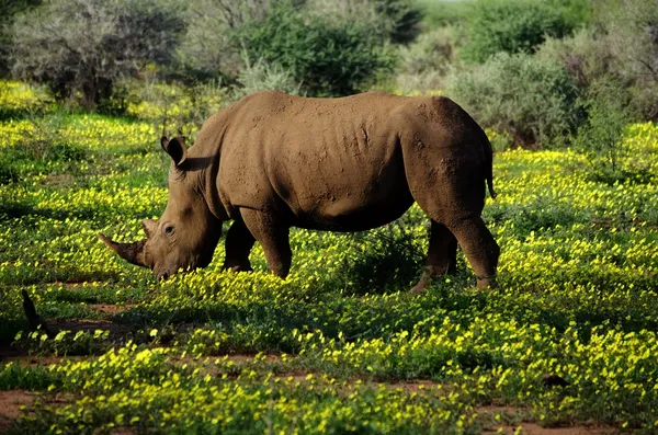 Rhino Stockbild