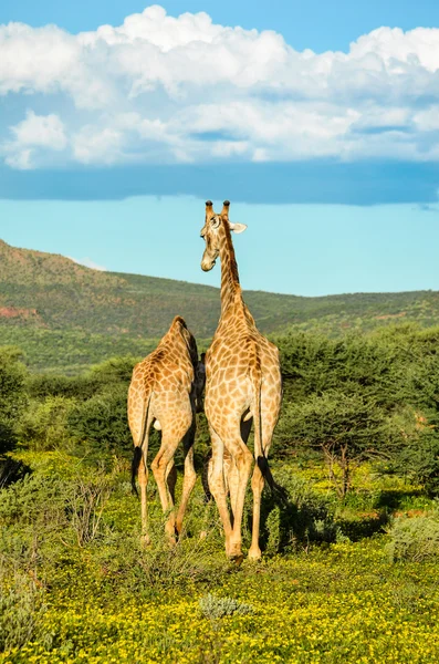 Giraffes — Stock Photo, Image