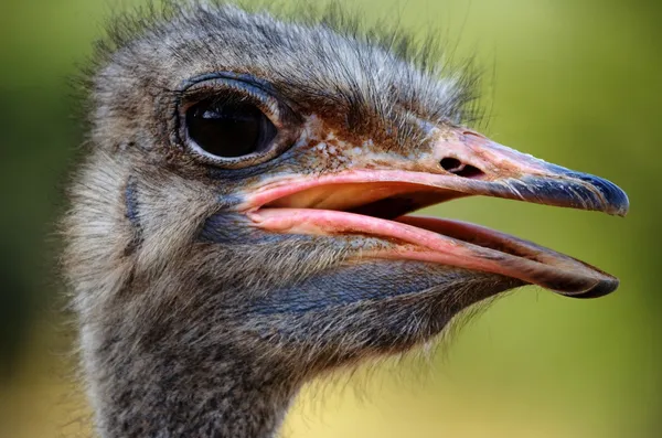 Ostrich — Stock Photo, Image