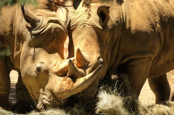 Rhinos — Stock Photo, Image