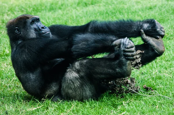 Chimpanzee — Stock Photo, Image