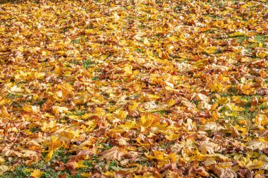 Sonbahar renkleri. Yerde sarı, turuncu ve kırmızı yapraklar.