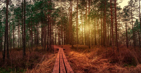 秋には松林と木道が続く針葉樹林の夕日 美しい森の風景 — ストック写真
