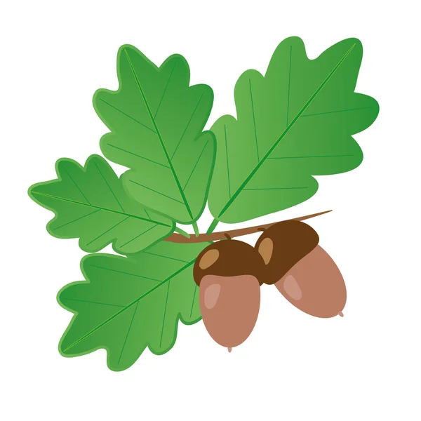 Acorns With Oak Leaves in Summer — Stock Vector