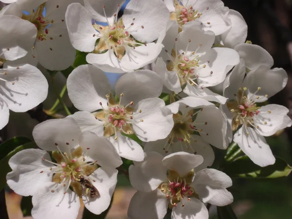 Bloeiende pear — Stockfoto