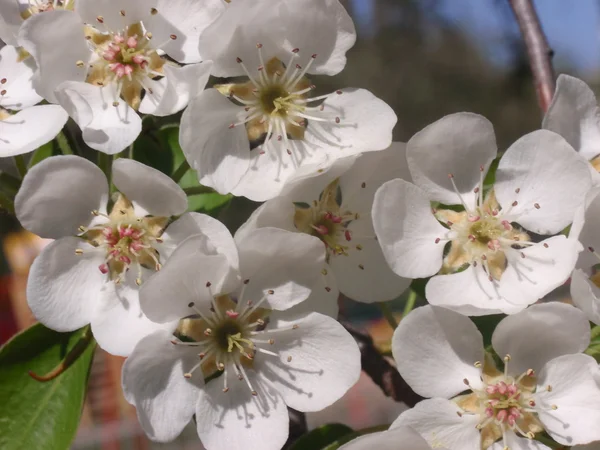 Poire en fleurs — Photo