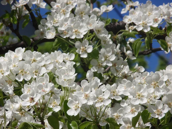 Poire en fleurs — Photo