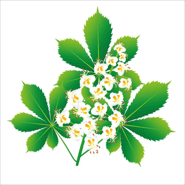 Horse chestnut flower isolated object — Stock Vector