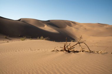 Çürük tamarisk ağacı olan doğa ve manzara manzaralı bir yer ya da sahara çölü. Orta Doğu Çölü