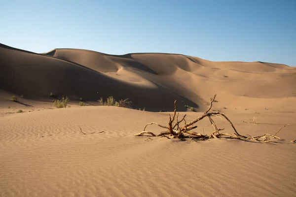 Vue Nature Des Paysages Dasht Lut Désert Sahara Avec Tamaris — Photo