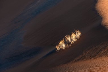 Doğa manzarası ve manzarası Tamarisk ağaçlı gösterişli ve sahara çölü. Orta Doğu Çölü