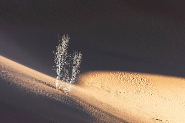 Pohled Přírody Krajiny Dasht Lut Nebo Sahara Pouště Tamarisk Stromy — Stock fotografie