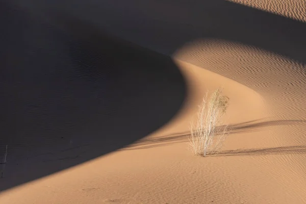 Widok Natury Krajobrazów Lut Lub Sahara Pustyni Tamaryszkiem Drzew Pustynia — Zdjęcie stockowe
